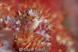 soft coral crab = 60mm macro
NO cropping
LEMBEH by Stew Smith 